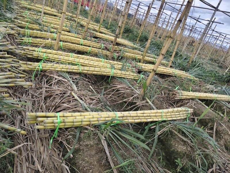 云南黄皮甘蔗一手货源全国发货对接市场商超电商等