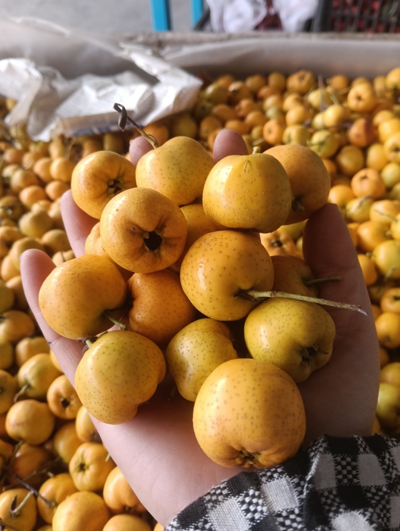 黄金豆，金如意山楂，新品种，产地发货，量大优惠。