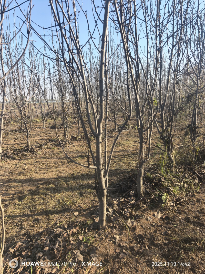 5到8分占地精品梨树
