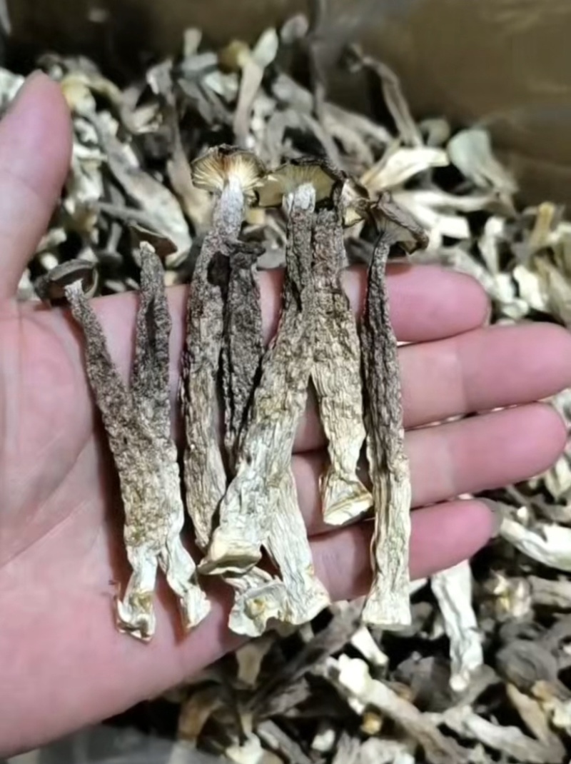碎断帽鹿茸菇大量有货，价格便宜，先咨询再下单