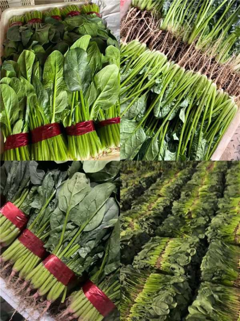 山东寿光精品菠菜，长期供应合作，全国发货欢迎致电