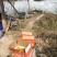 广西省柳州市融安脆蜜金桔脆蜜金柑