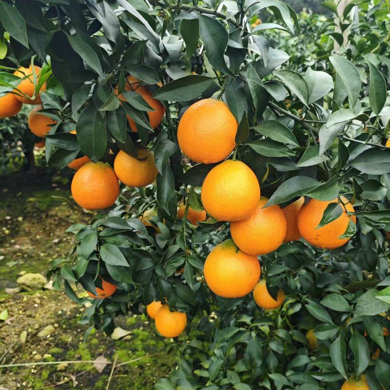 四川爱媛果冻橙。特级精选