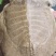 黄沙鳖公