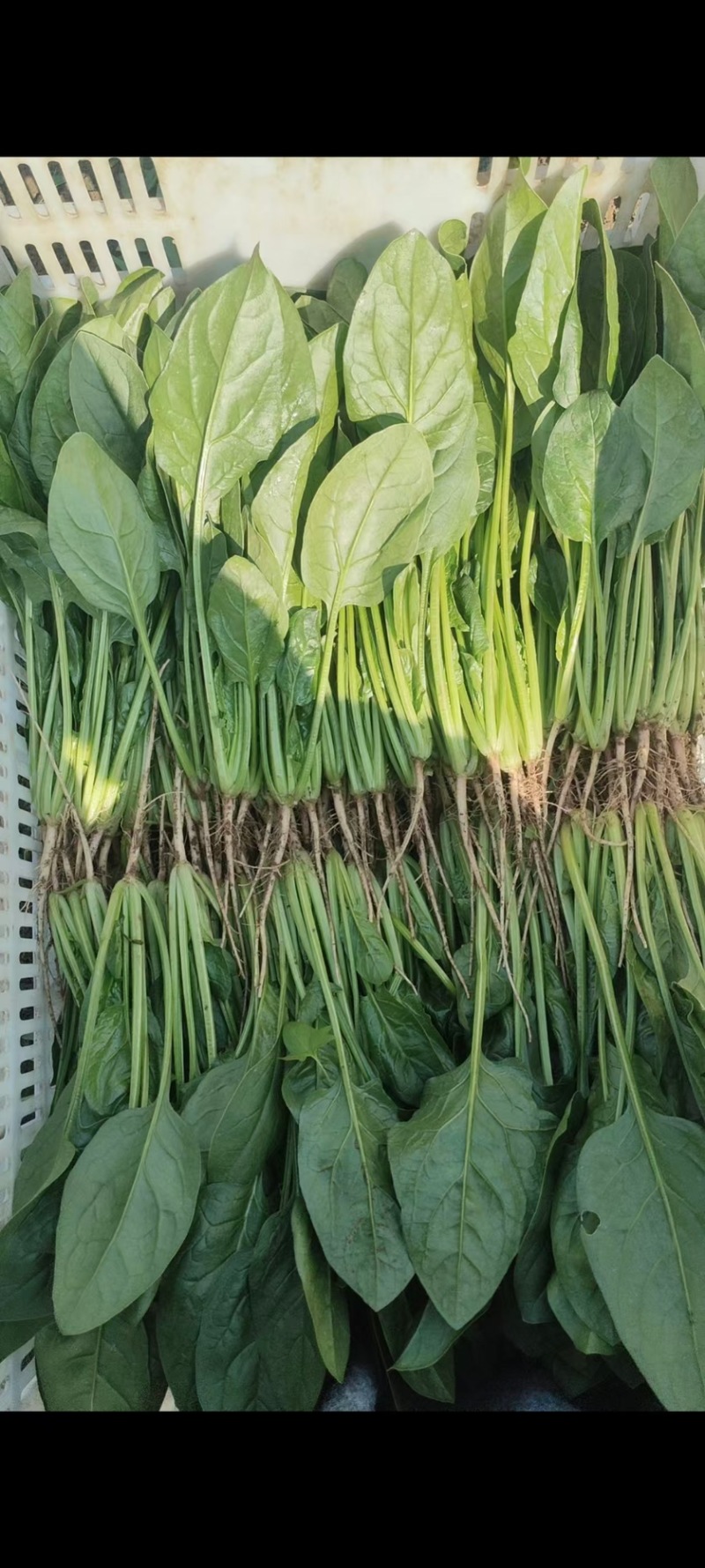 寿光基地菠菜常年供应，支持全国发货，可加工各种手工。