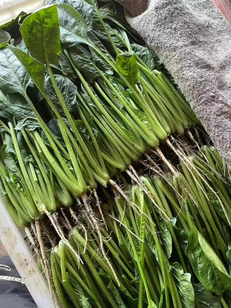 寿光基地菠菜常年供应，支持全国发货，可加工各种手工。
