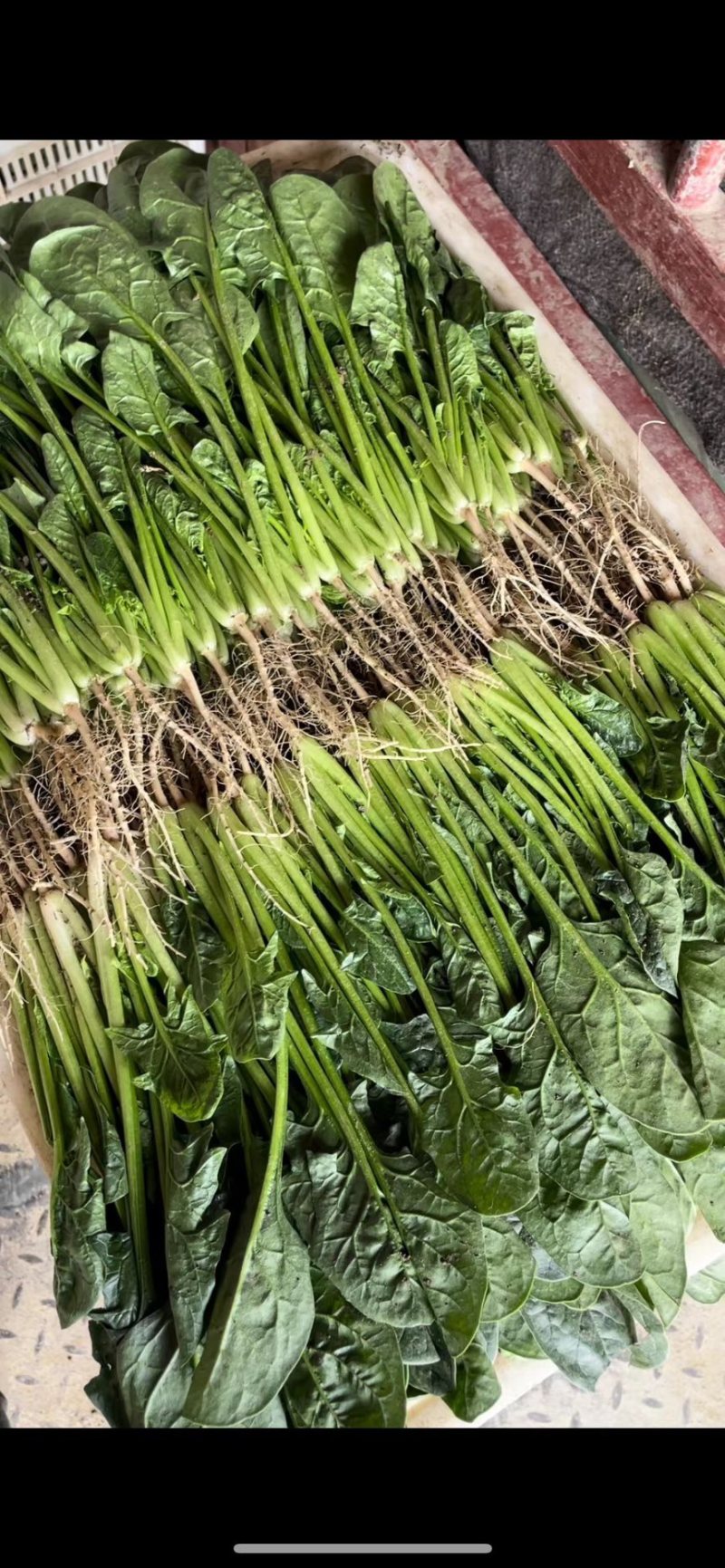 寿光基地菠菜常年供应，支持全国发货，可加工各种手工。