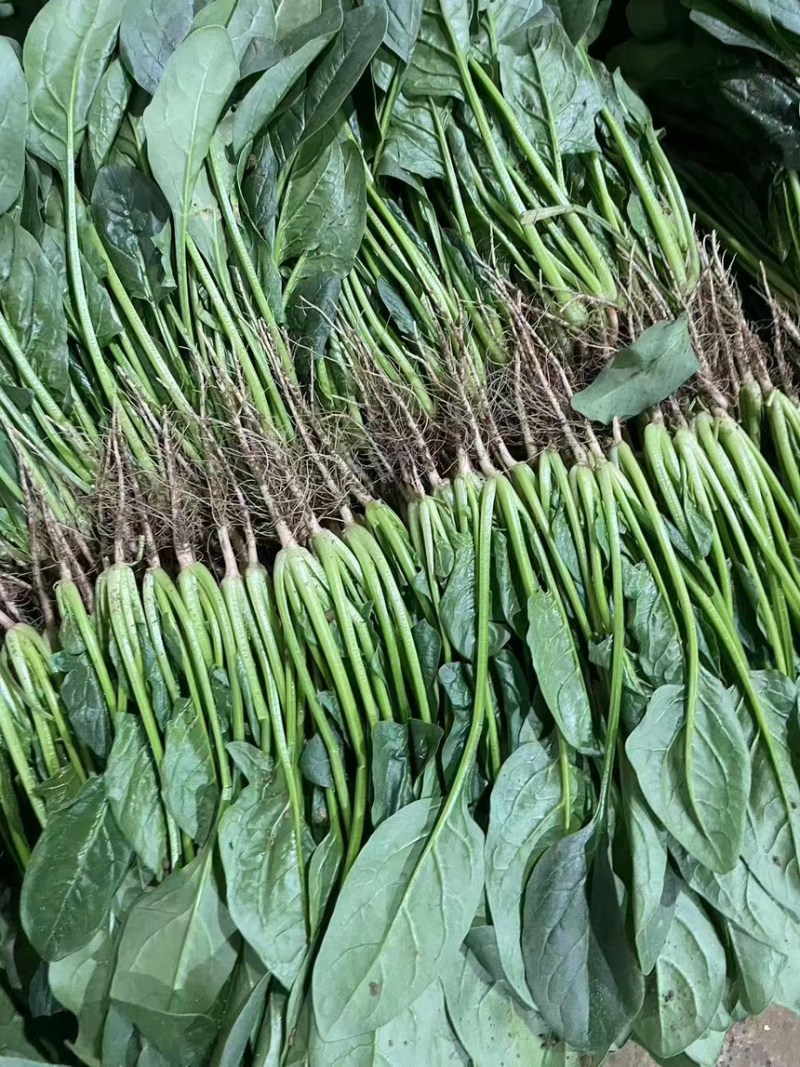 寿光基地菠菜常年供应，支持全国发货，可加工各种手工。