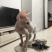 德文猫和无毛猫