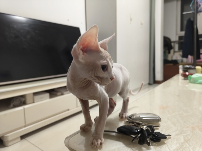 德文猫和无毛猫