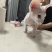 德文猫和无毛猫
