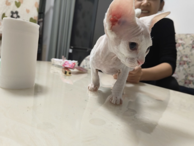 德文猫和无毛猫