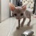 德文猫和无毛猫
