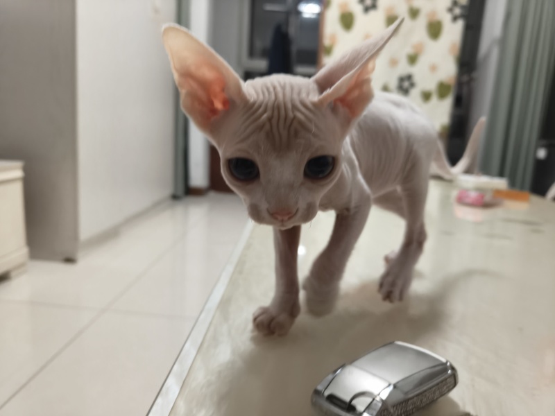 德文猫和无毛猫