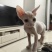 德文猫和无毛猫