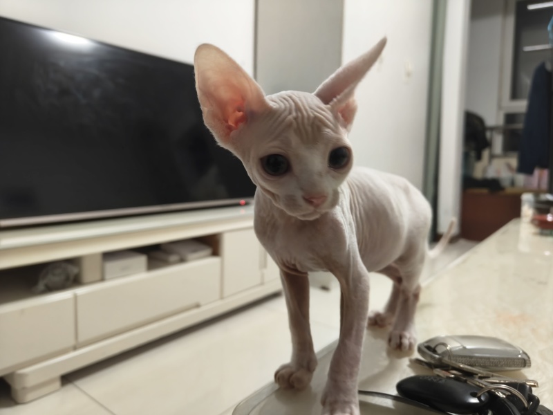 德文猫和无毛猫