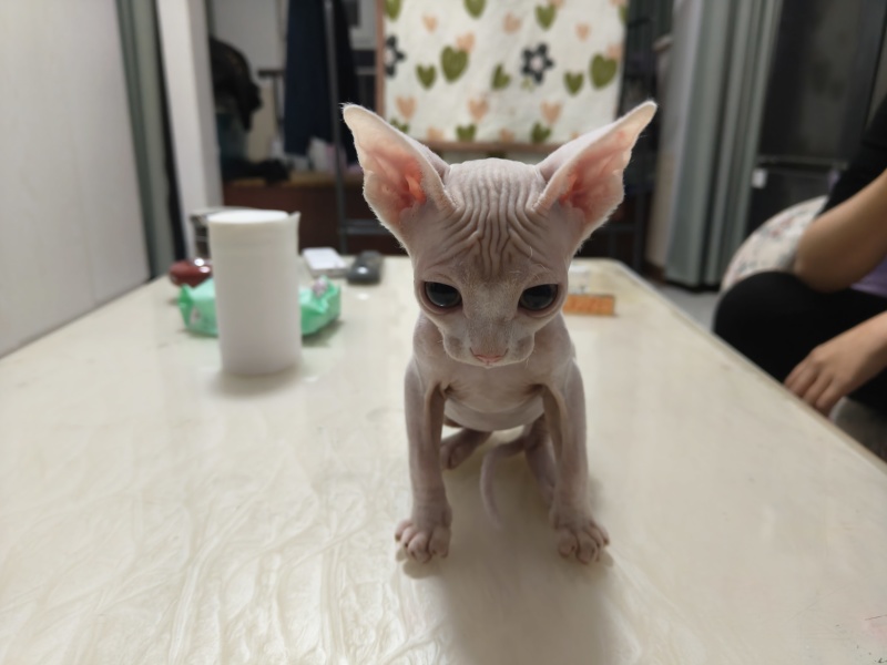 德文猫和无毛猫