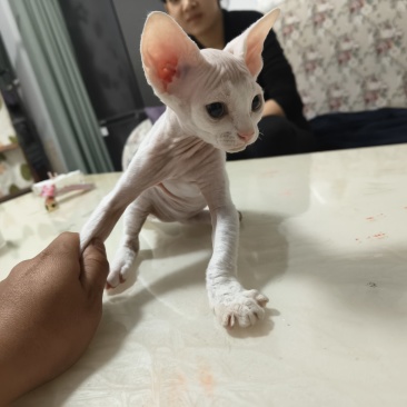 德文猫和无毛猫