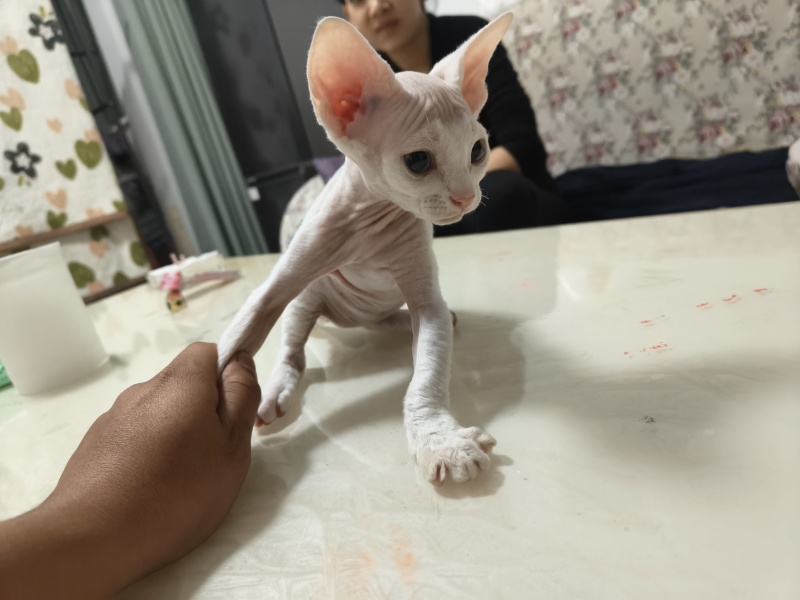 德文猫和无毛猫