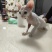 德文猫和无毛猫