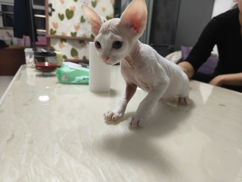 德文猫和无毛猫