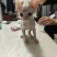 德文猫和无毛猫