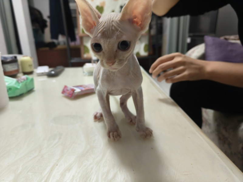 德文猫和无毛猫