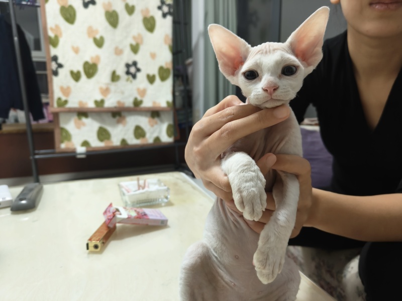德文猫和无毛猫