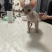 德文猫和无毛猫