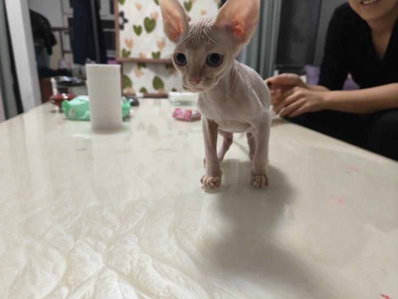 德文猫和无毛猫