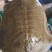 黄沙鳖公