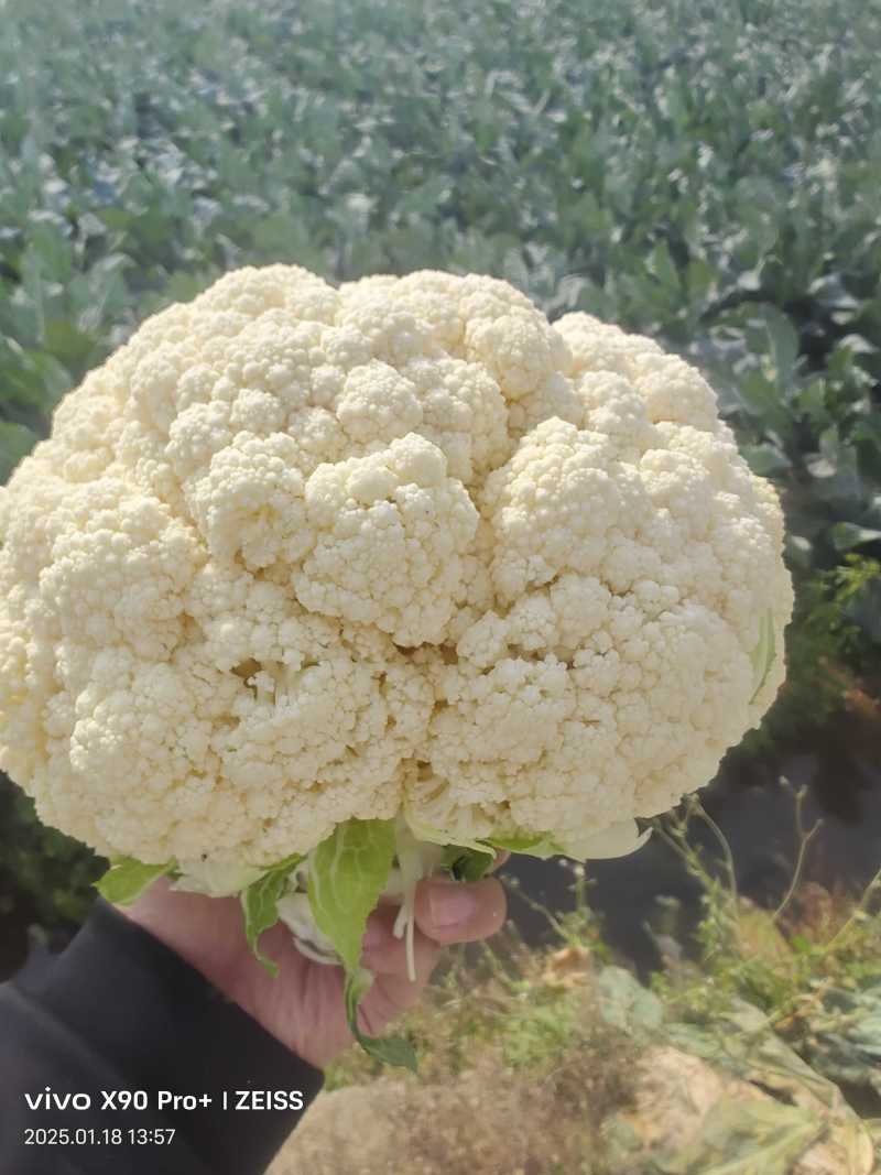 温州精品青梗有机花面白个头均匀质量三包产地一手货源