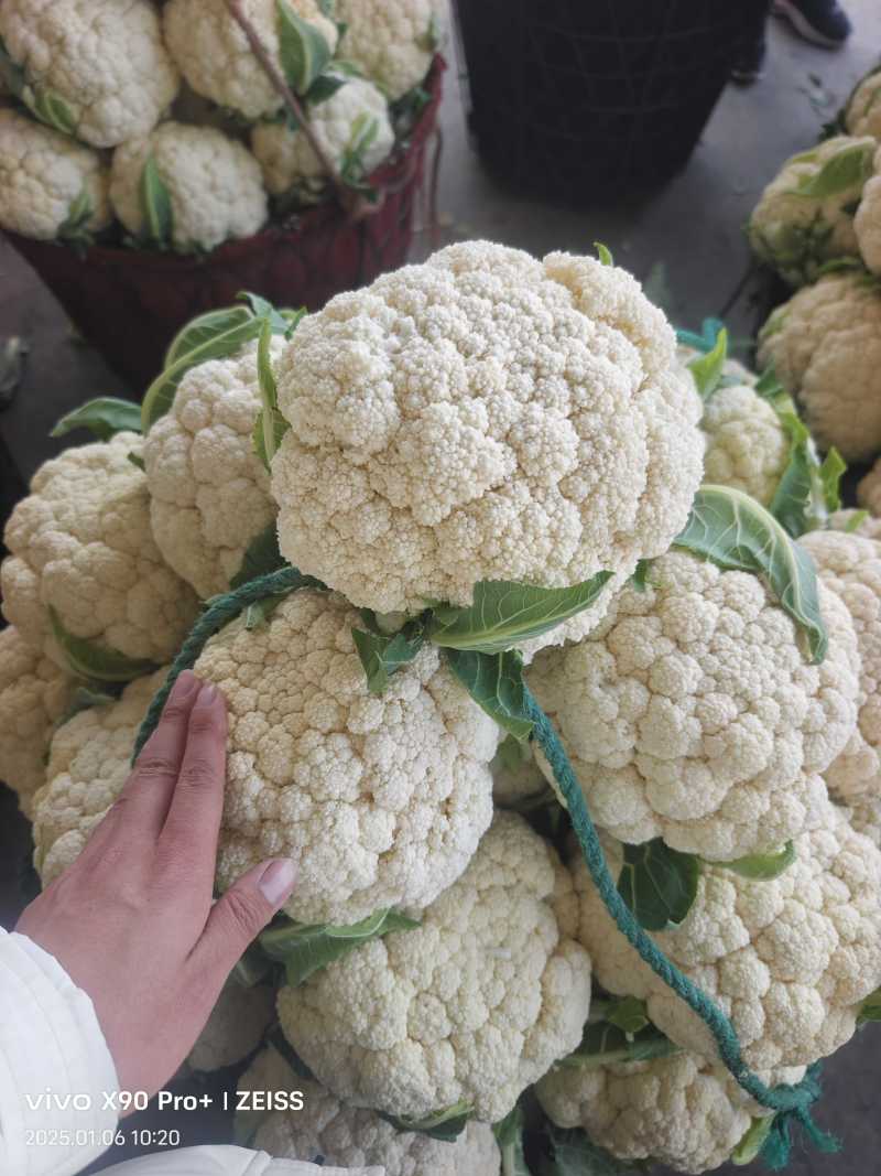 温州精品青梗有机花面白个头均匀质量三包产地一手货源