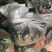 圆椒橛子，二橛子，木红橛子山东潍坊青州