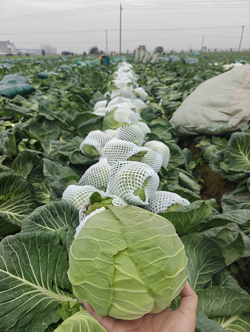 精品甘蓝中甘圆包菜产地直发一手货源对接市场超市