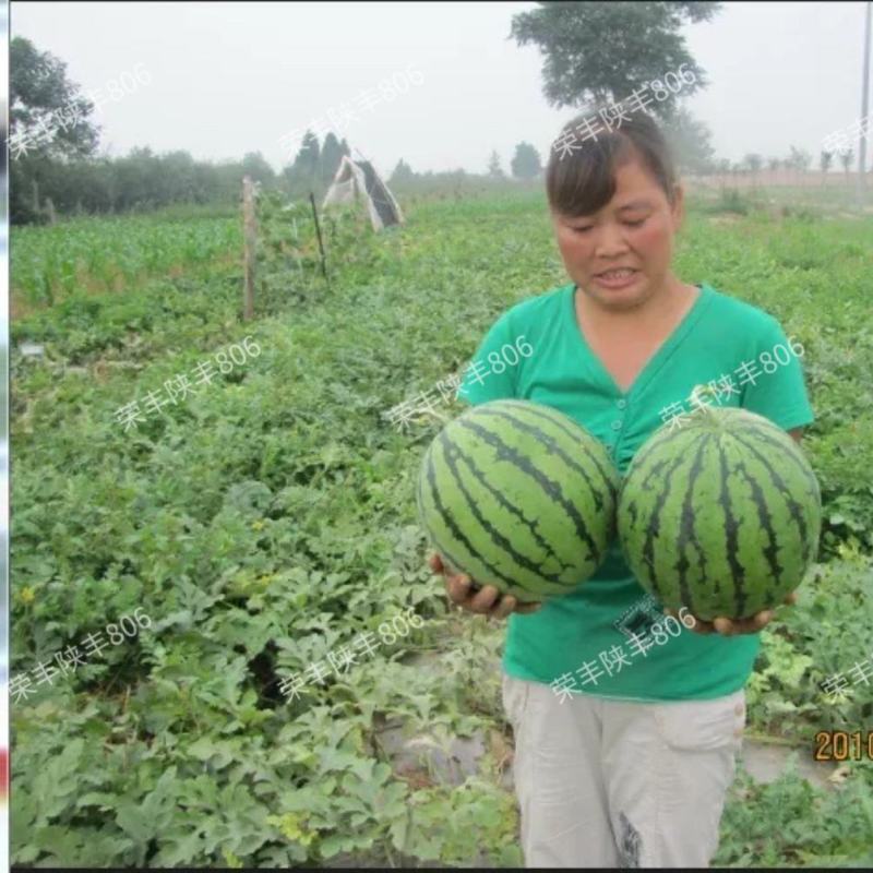 陕丰806西瓜种子麒麟瓜早熟高产薄皮耐裂甜脆多汁西瓜种籽