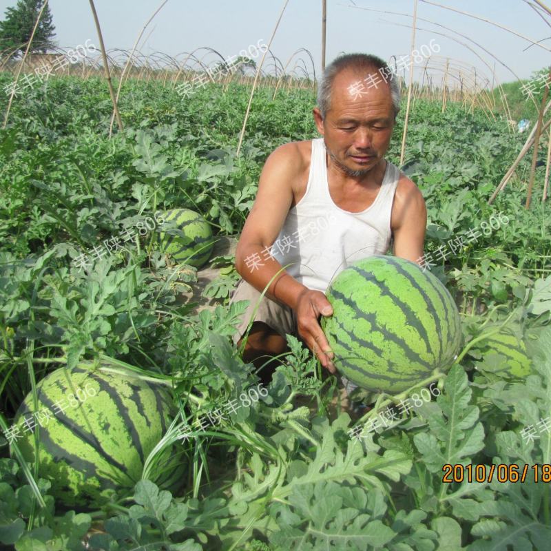 陕丰806西瓜种子麒麟瓜早熟高产薄皮耐裂甜脆多汁西瓜种籽