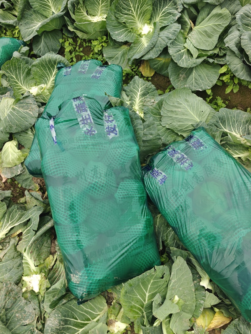 精品甘蓝中甘圆包菜产地直发一手货源对接市场超市