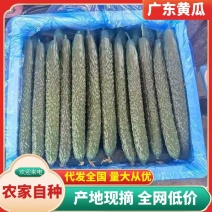 广东黄瓜🥒产地直发全国供应，诚信经营，欢迎合作