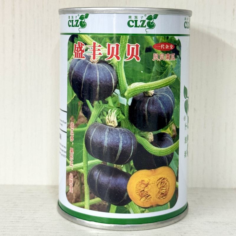 盛丰贝贝南瓜种子早熟扁圆形迷你贝贝南瓜甘甜面春秋露地种子
