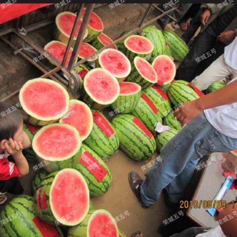 荣成五号生长旺易坐瓜彭果快抗热抗病西瓜种子高糖皮薄大棚种