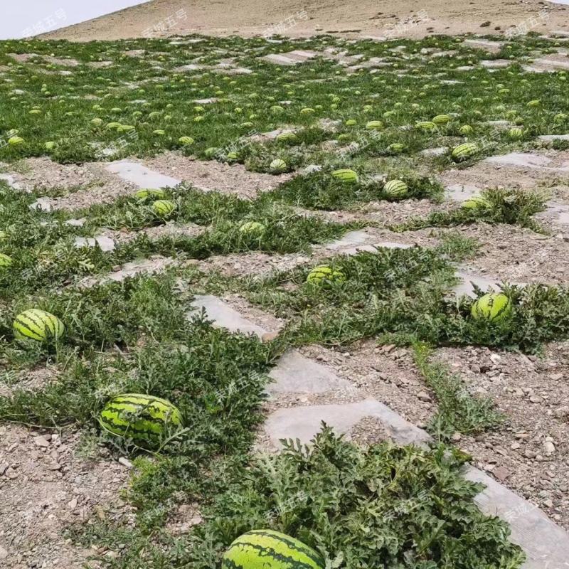 荣成五号生长旺易坐瓜彭果快抗热抗病西瓜种子高糖皮薄大棚种