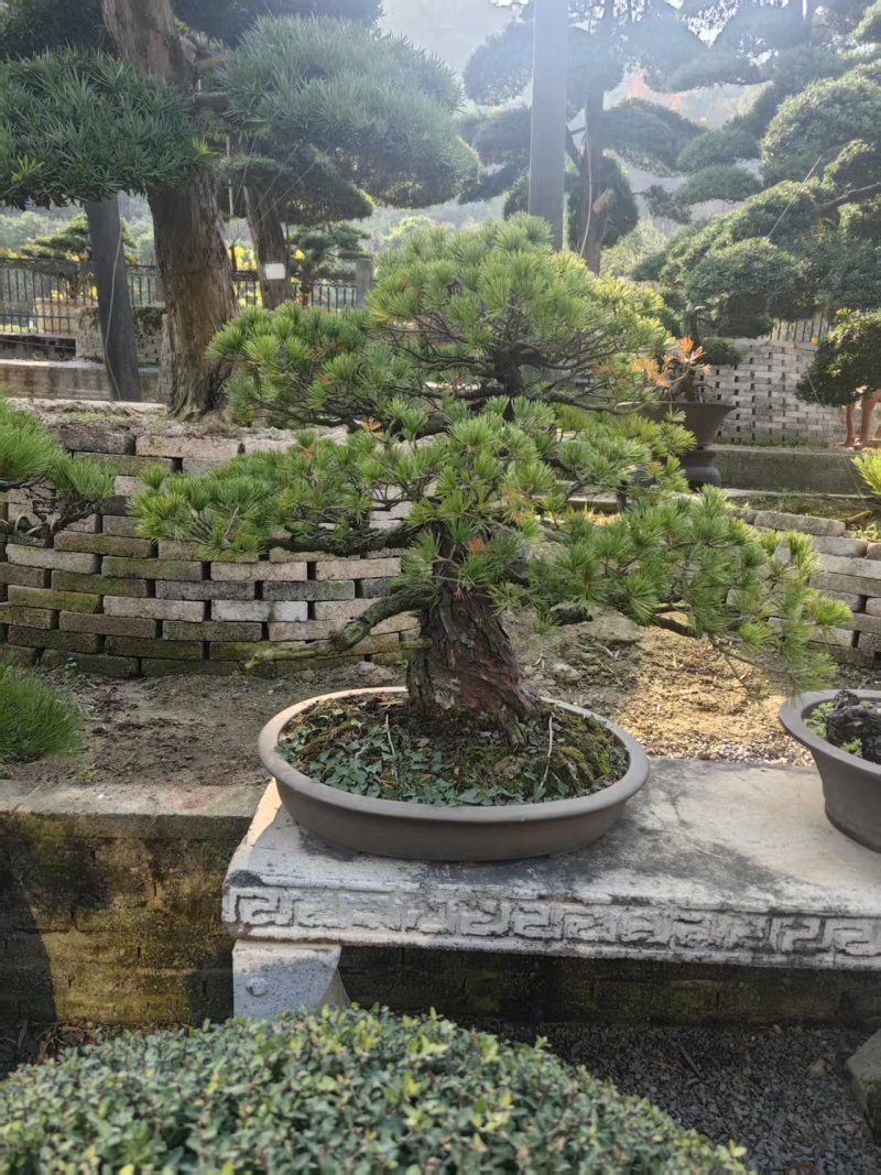 精品盆景罗汉松