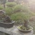 精品盆景罗汉松