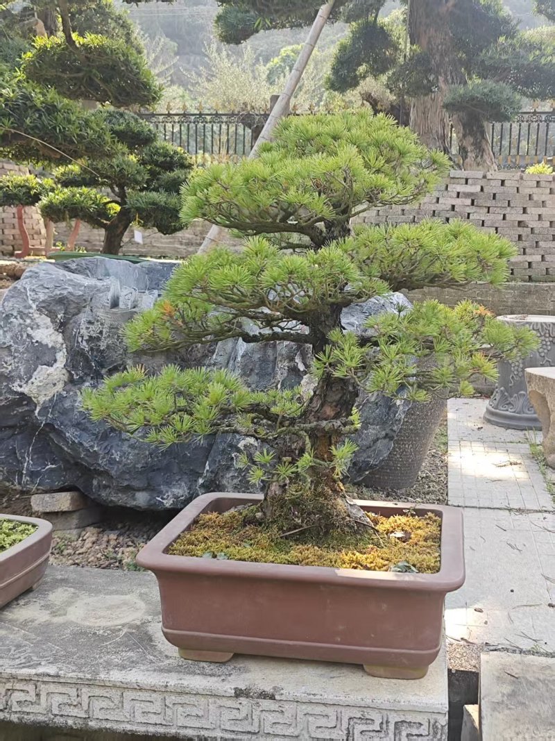 精品盆景罗汉松