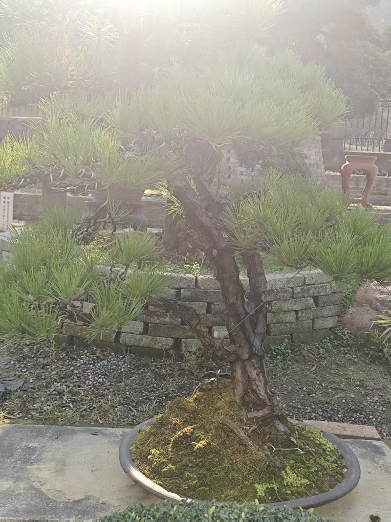 精品盆景罗汉松
