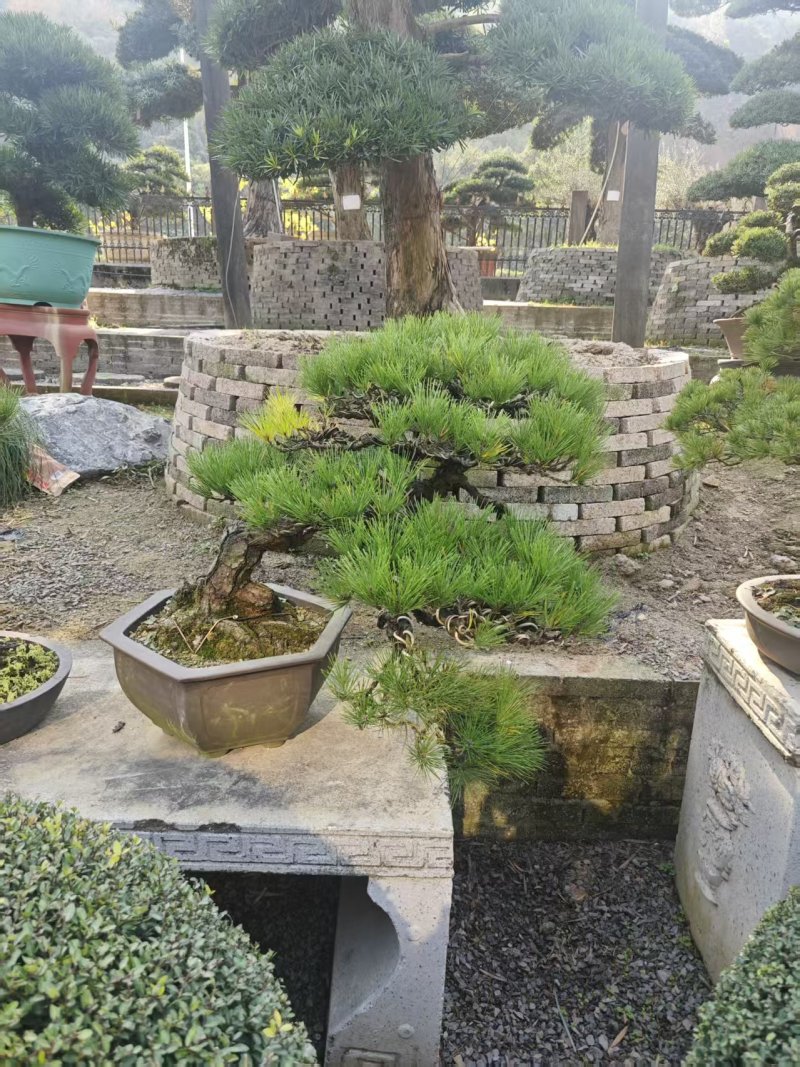 精品盆景罗汉松