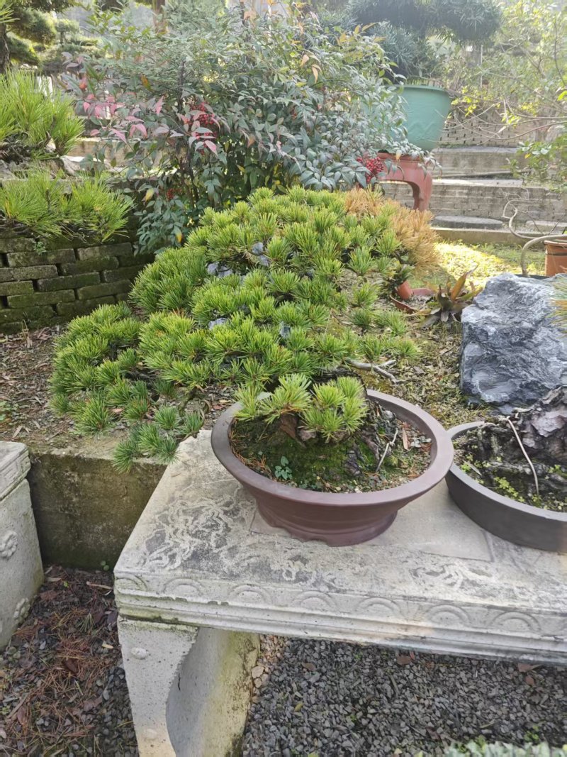 精品盆景罗汉松