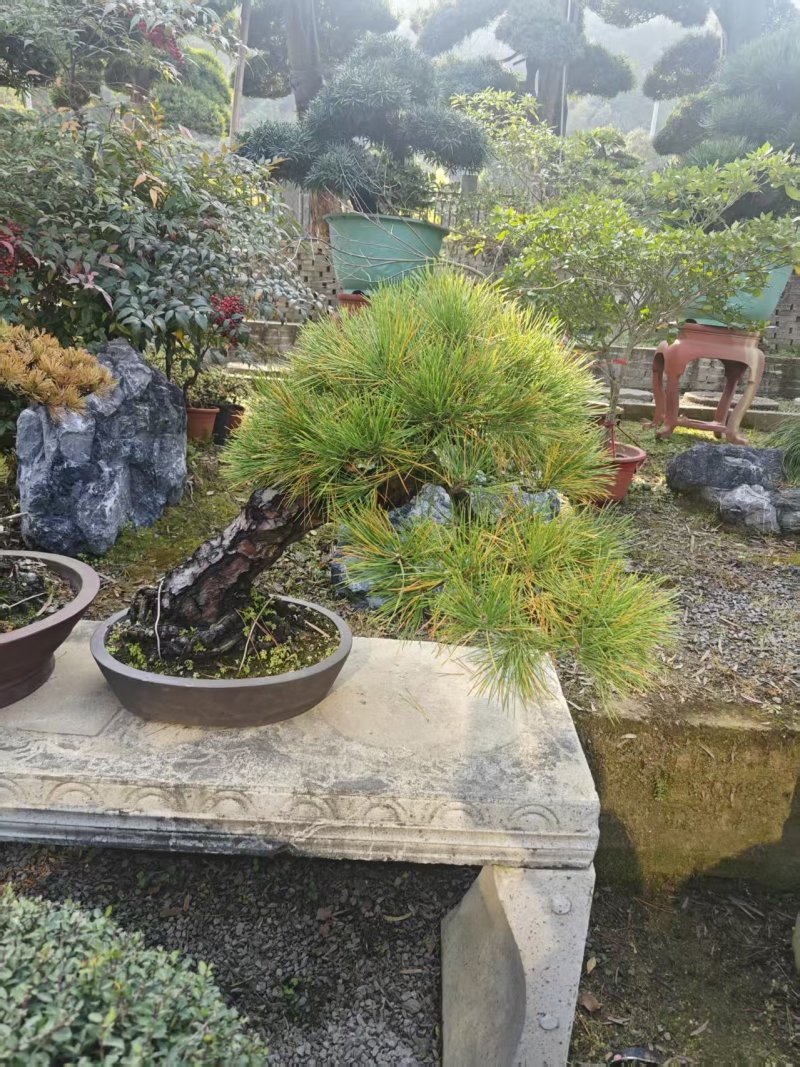 精品盆景罗汉松