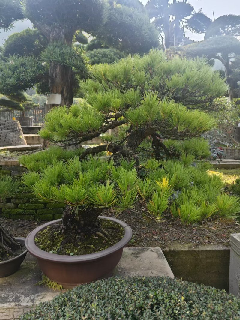 精品盆景罗汉松